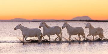 paarden in het ochtendlicht lopend door het water