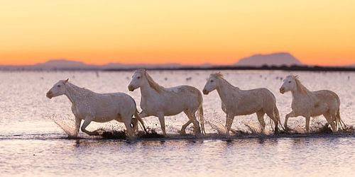 chevaux dans la lumière du matin marchant dans l'eau sur Kris Hermans