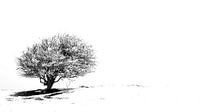 Lonely tree in the snow (smal) van Jacqueline Lodder thumbnail