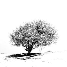 Arbre solitaire dans la neige 1 (étroit) sur Jacqueline Lodder