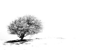 Einsamer Baum im Schnee 1 (schmal) von Jacqueline Lodder