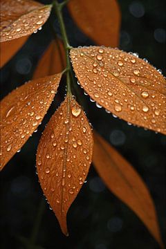 Dewdrops on Orange Summer Leaves by De Muurdecoratie