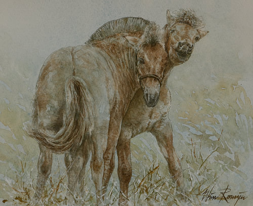 Chevaux des fjords