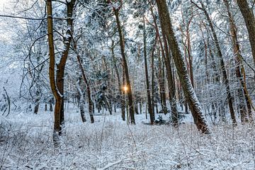 Besneeuwd bos in de avonduren. Noord-Europa van Yevgen Belich