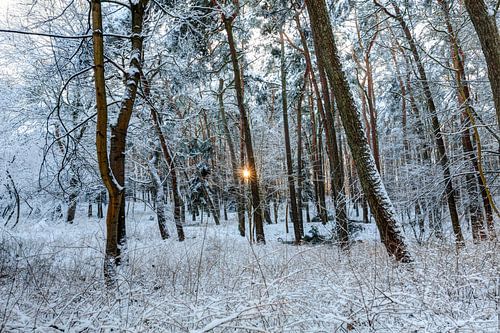 Forêt enneigée le soir. Europe du Nord