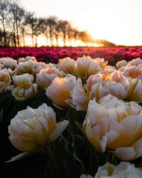Nederlandse tulpen bij zonsondergang van Saranda Hofstra