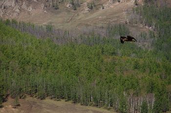 fly like a eagle