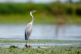 Grey heron in the marshes of the Danube Delta
