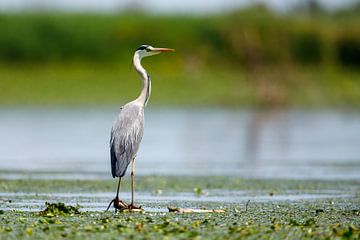 Blauwe reiger in de moerassen van de Donaudelta van Roland Brack