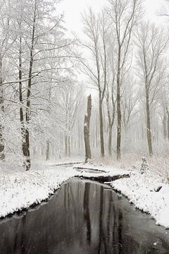 Snow covered swamp forest in the Lower Rhine Region, old Rhine sling, Winter in Meerbusch, Ilveriche van wunderbare Erde