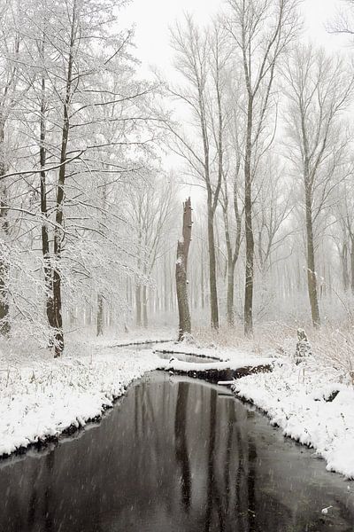 Snow covered swamp forest in the Lower Rhine Region, old Rhine sling, Winter in Meerbusch, Ilveriche par wunderbare Erde