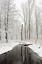 Snow covered swamp forest in the Lower Rhine Region, old Rhine sling, Winter in Meerbusch, Ilveriche par wunderbare Erde Aperçu