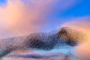 Starling murmuration during sunset with colorful clouds