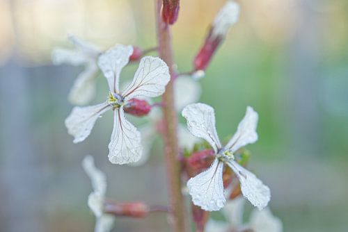 Duo van rucola bloemen met regendruppels