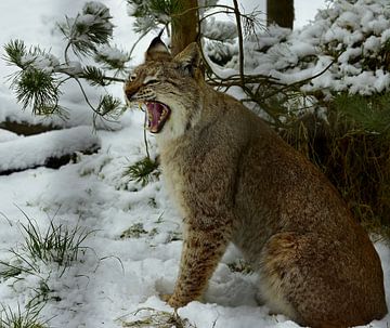 Prachtige winterse Lynx van Patrick Hartog