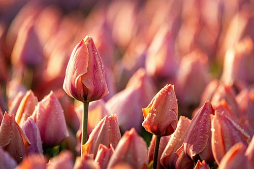 Tulp met dauwdruppel