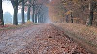 oude beukenlaan herfstkleuren mist