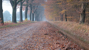 vieux hêtre avenue brouillard d'automne