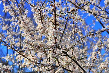 Prachtige bloesem van een fruitboom in de lente