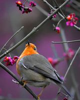 roodborst paars