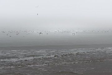 Meeuwen dobberen op zee van Koo de Strandjutter