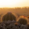 The cacti of Bonaire at sunset by Bas Ronteltap
