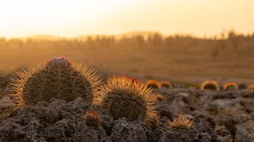 De cactussen van Bonaire bij zonsondergang van Bas Ronteltap