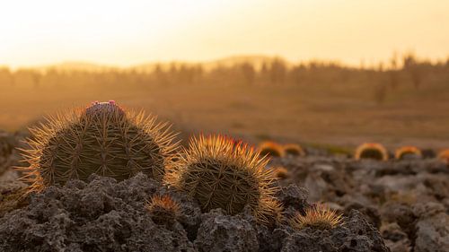 The cacti of Bonaire at sunset