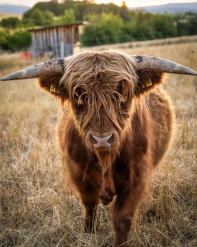 Bœuf des Highlands écossais