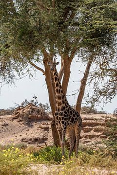Giraffe in een droge Namibische rivier, Afrika van Patrick Groß