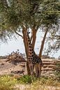 Giraffe in een droge Namibische rivier, Afrika van Patrick Groß thumbnail