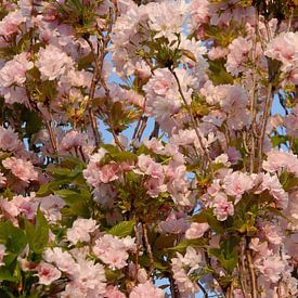 Genieten van roze bloesem in het voorjaar van Jolanda de Jong-Jansen