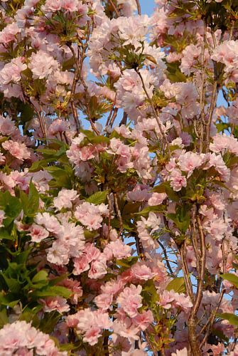 Genieten van roze bloesem in het voorjaar