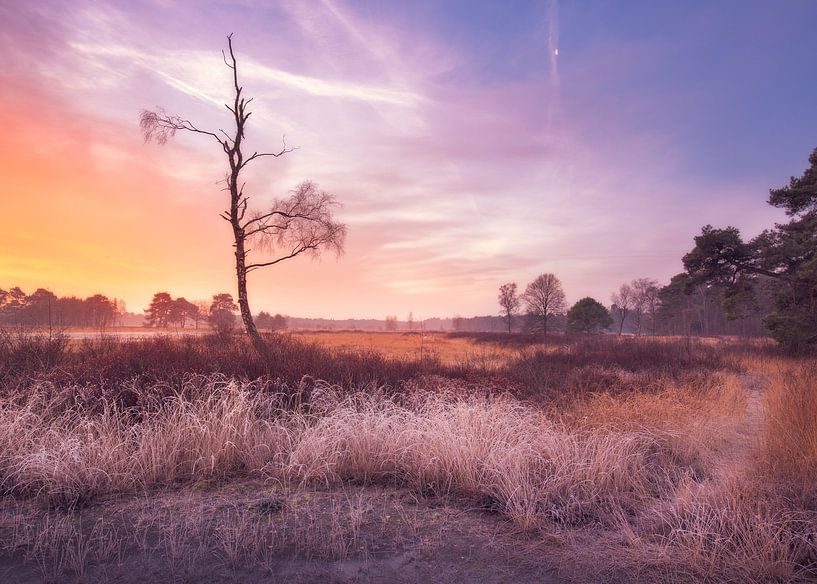 Dead tree by Vladimir Fotografie
