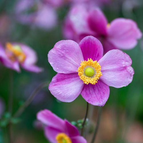 Herfst, herfst, herfst.... (Herfstasters)