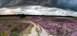 Panorama with amazing dark clouds above the blossoming on the Gasterse dunes by Arthur Puls Photography