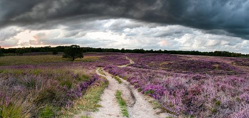 Panorama mit erstaunlich dunklen Wolken über der Blütezeit der Gasterse-Dünen.