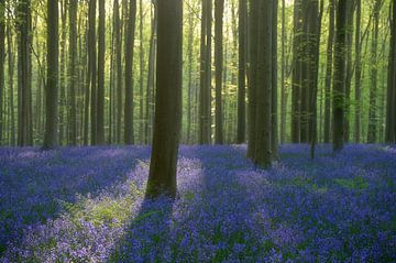 Ochtendmagie in het Hallerbos: zonsopgang boven de zee van blauwe hyacintenbloemen van Rolf Schnepp
