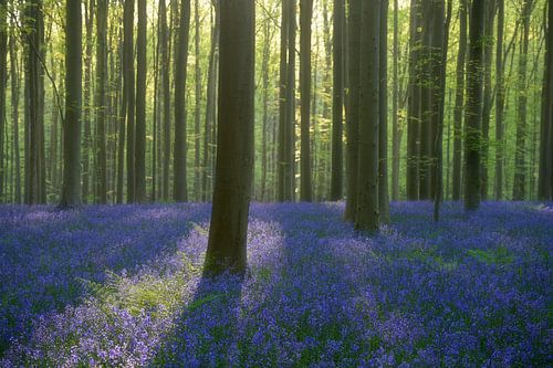 Morning magic in Hallerbos: sunrise over the sea of blue hyacinth flowers