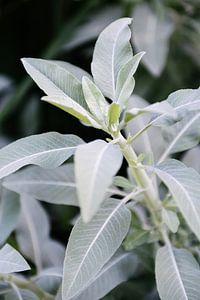 Salvia Apiana | Weißer Salbei | Botanische Gärten in Utrecht