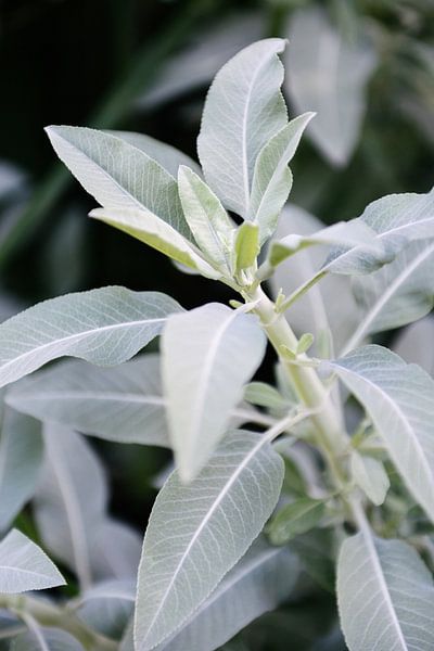 Salvia Apiana | White sage | Botanical Gardens in Utrecht by Mirjam Broekhof
