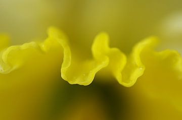 Narcis, macrofotografie 