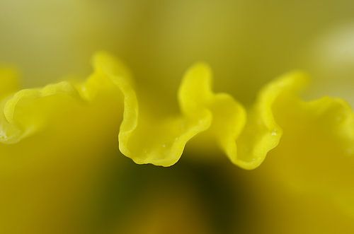 Narcis, macrofotografie 