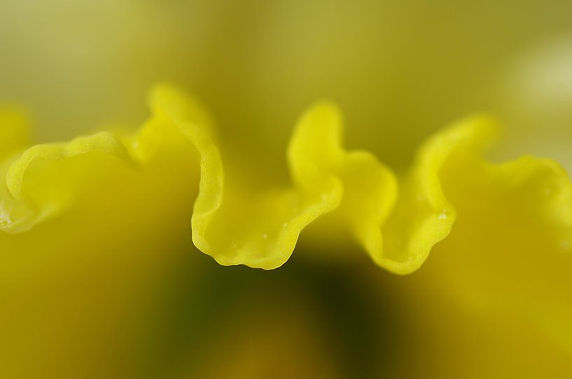 Narcis, macrofotografie  van Watze D. de Haan