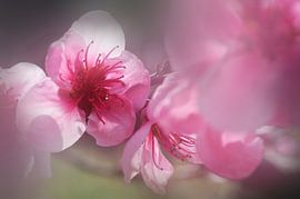 Réveil printanier von Martine Affre Eisenlohr