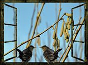 Fensterblick - Amselgespräche im Frühling von Christine Nöhmeier Miniaturansicht