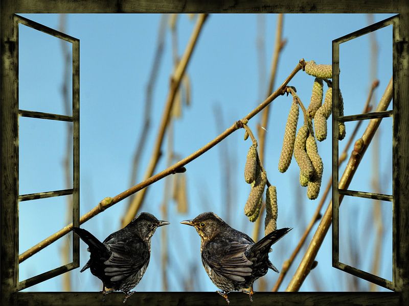 Raam uitzicht  -  merel oproepen in de lente van Christine Nöhmeier