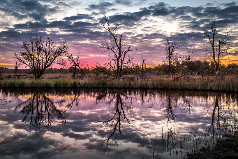 Zonsopkomst in de Oostvaardersplassen. van Bart Hendrix