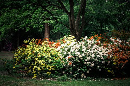 Kleurenpracht Rhodondenderons
