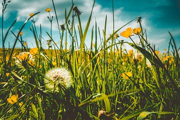 Fleurs des champs dans la région de Voer sur Lizanne van Spanje